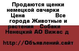 Продаются щенки немецкой овчарки!!! › Цена ­ 6000-8000 - Все города Животные и растения » Собаки   . Ненецкий АО,Вижас д.